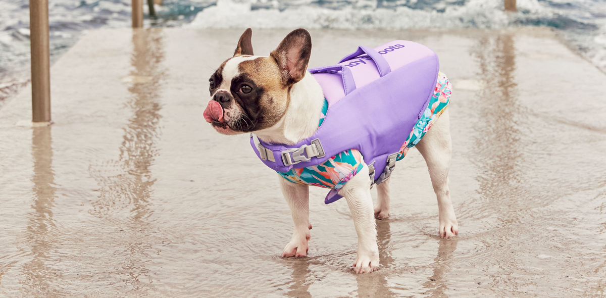 are-dogs-required-to-wear-life-jackets-on-boats-sandy-snoots