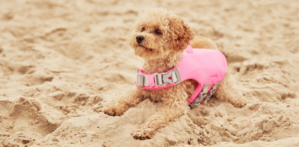 Small dog life jackets Australia