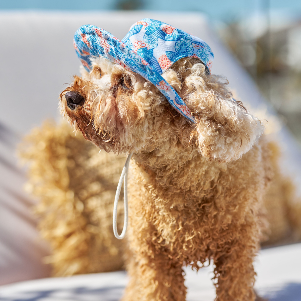 Dog sun top hats australia