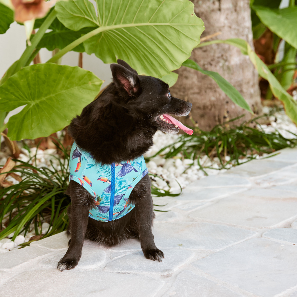 Tropical Toucan Pineapple Sun Protective Dog Rashie Australia