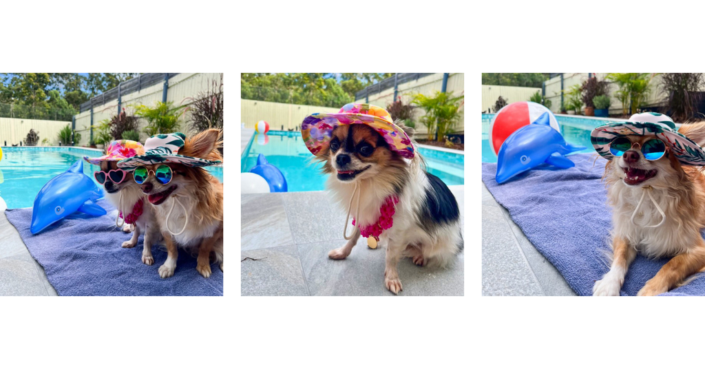 Why chihuahuas are made for bucket hats