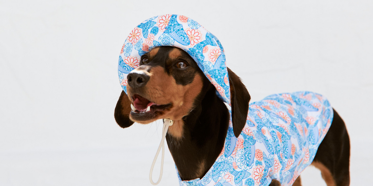 Get the perfect dog rashie for your dachshund – Sandy Snoots