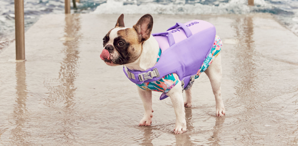 Purple dog life jacket Australia