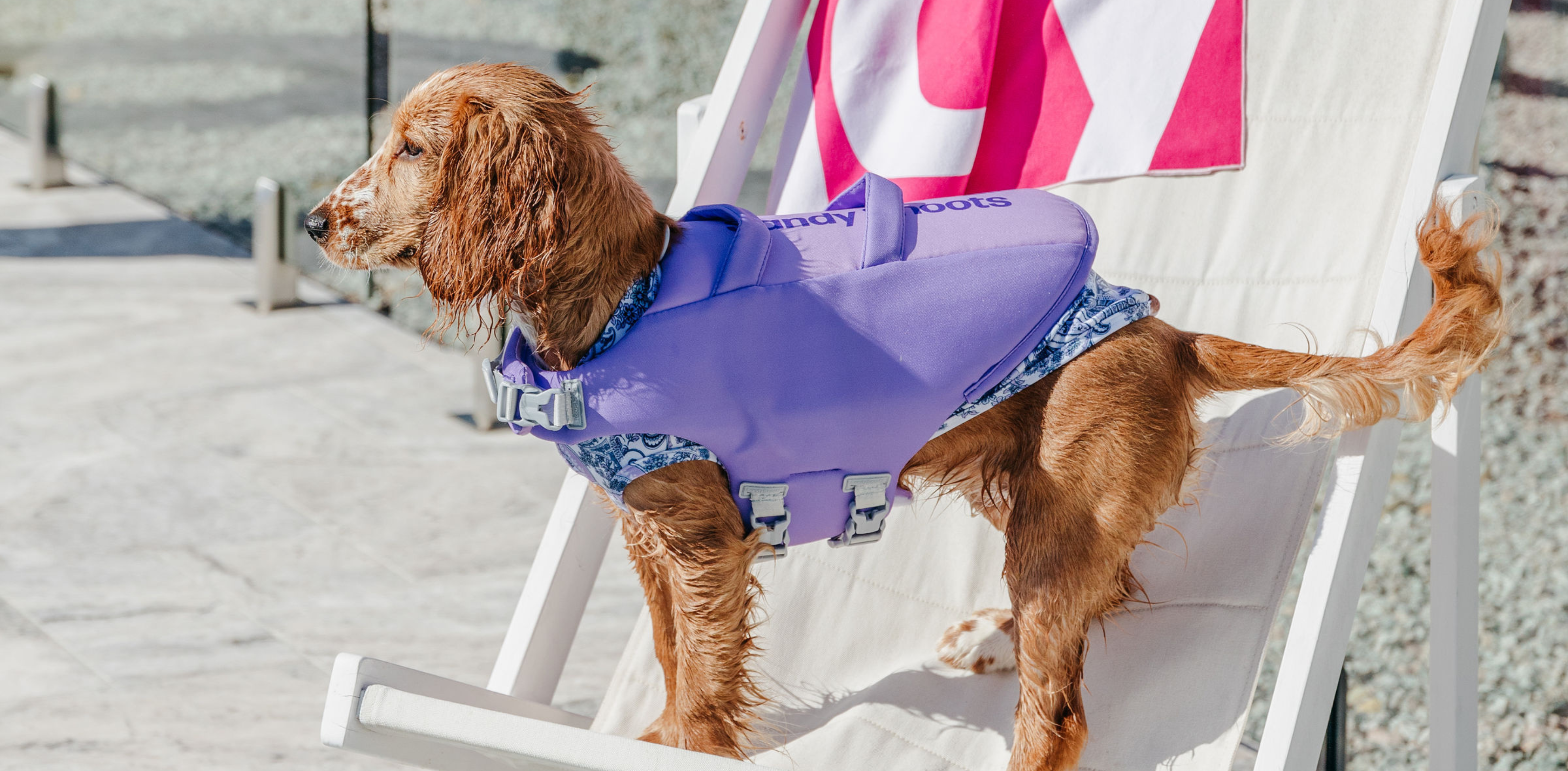 How to wash your dog life jacket Sandy Snoots