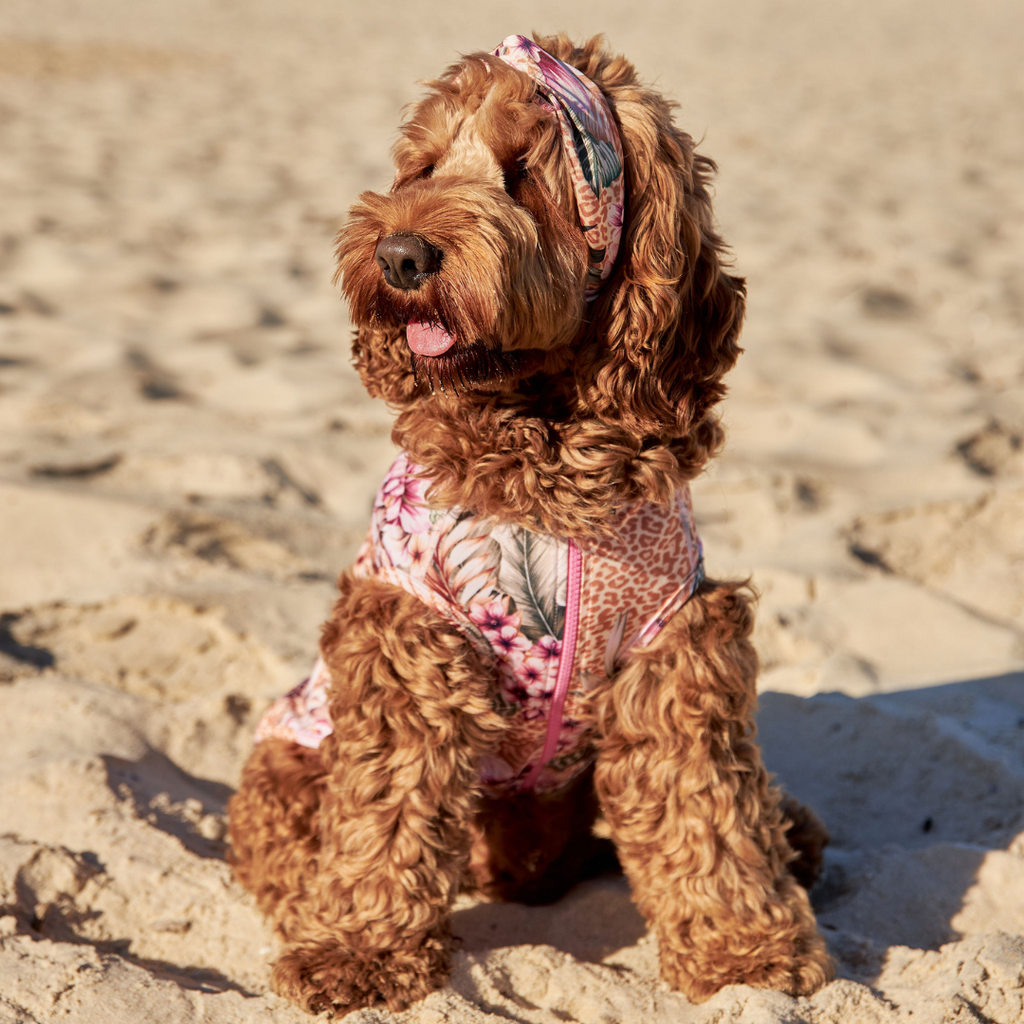 Sandy Snoots Wild Flower Collection