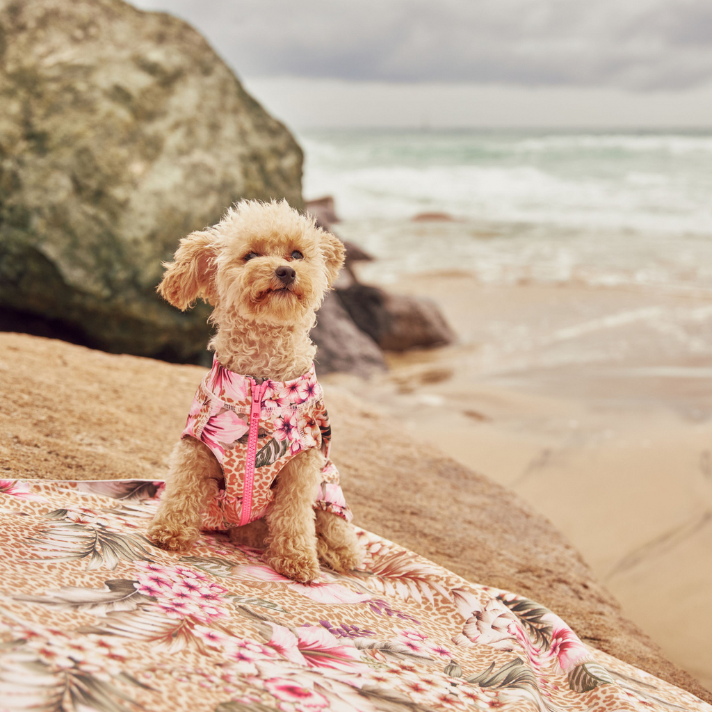 Floral Animal Print Sun Protective Dog Rashie Australia