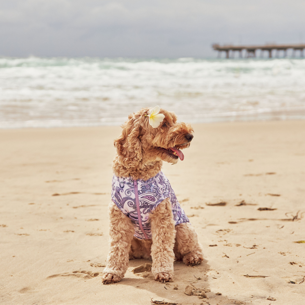 Purple Paisley Sun Protective Dog Rashie Australia