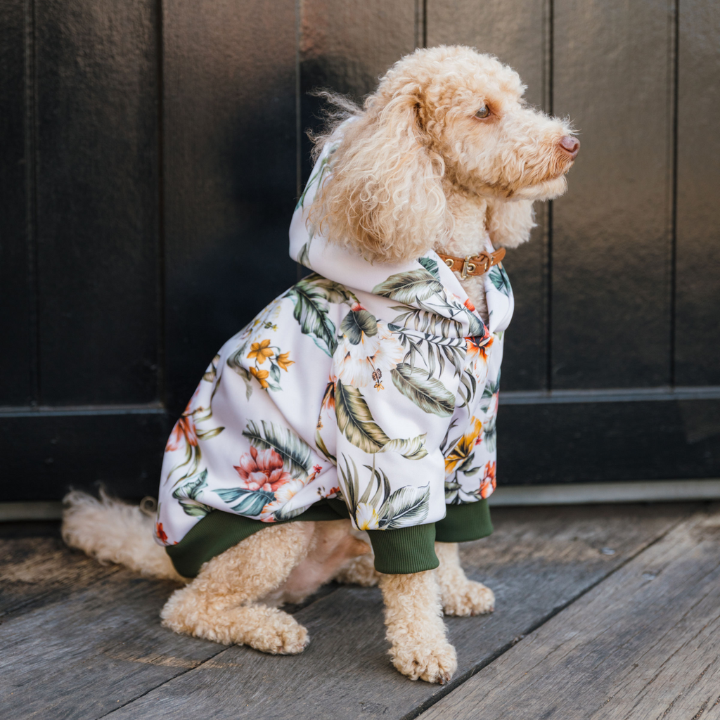 Dog wearing a floral hoodie standing on a wooden deck.