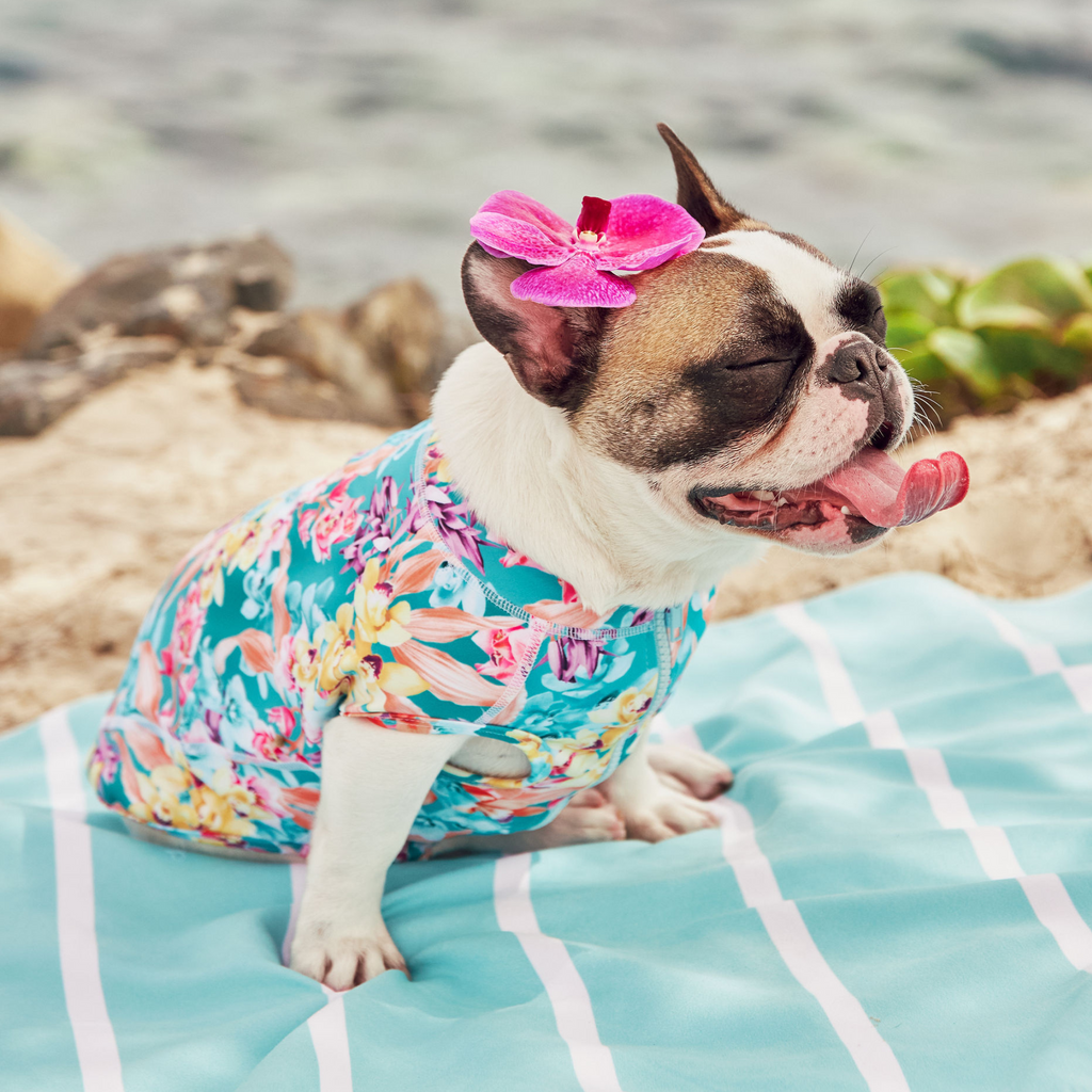 Dog wearing a colorful floral outfit on a beach blanket with a pink flower accessory.