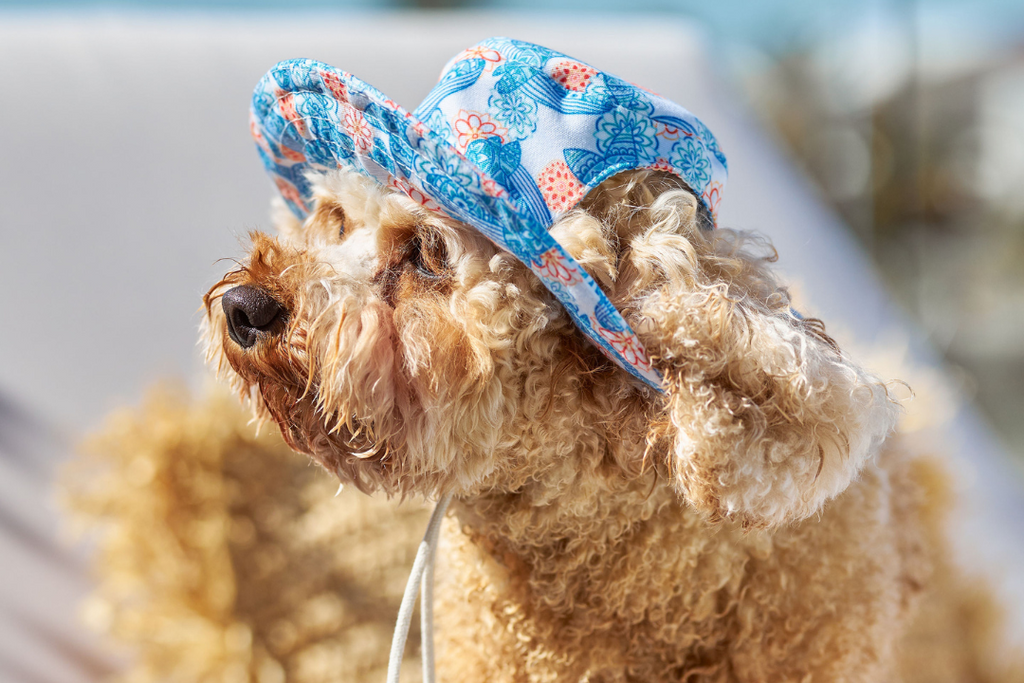 Sandy Snoots Dog Bucket Hats Australia