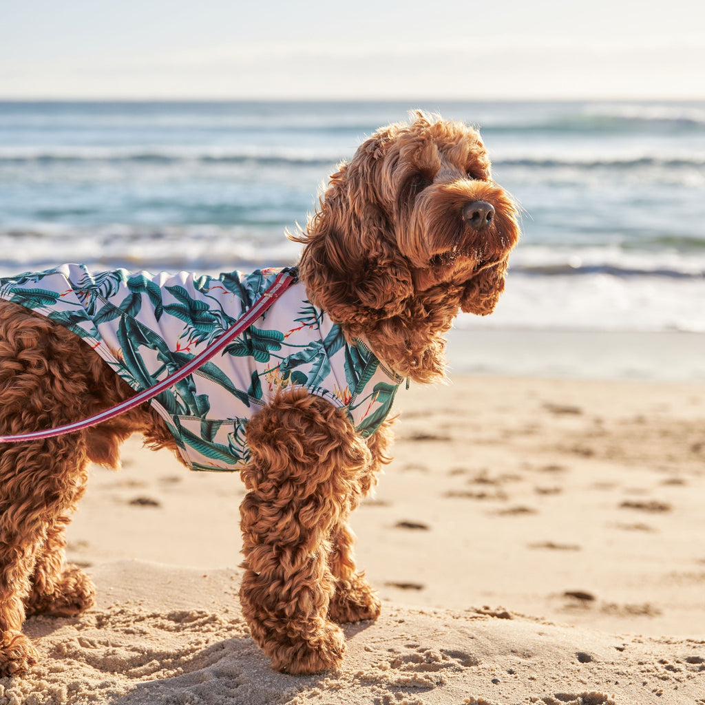 Matching Tropical Green Leaves Womens and Dog Swimwear Australia