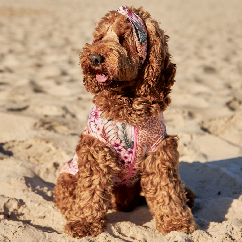 Floral Animal Print Sun Protective Dog Rashie Australia